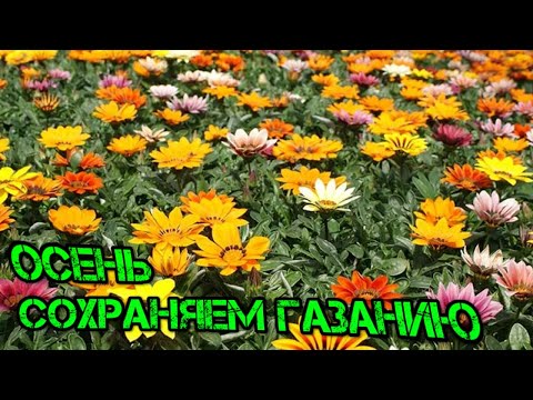 Видео: КАК СОХРАНИТЬ ГАЗАНИЮ ЗИМОЙ НОВЫЙ СПОСОБ