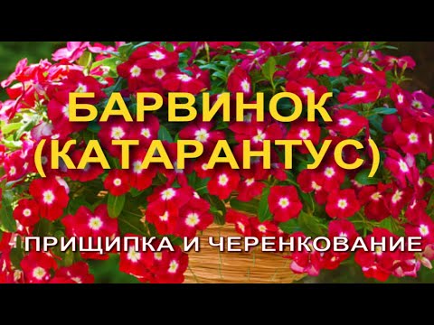 Видео: БАРВИНОК (катарантус). ПРИЩИПКА, ЧЕРЕНКОВАНИЕ.