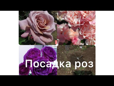Видео: 11/11/25✅Посадила первые 19 роз🇬🇷🥰🌹✅