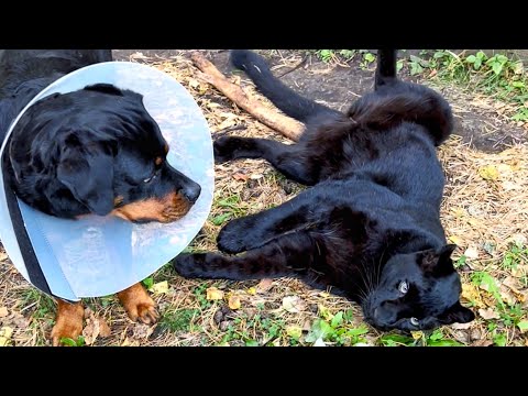 Видео: Пантера Луна провожает Вензу к ветеринару🩺