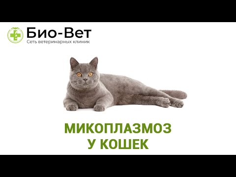 Видео: Микоплазмоз У Кошек & Чем Опасен Микоплазмоз У Кошек. Ветклиника Био-Вет