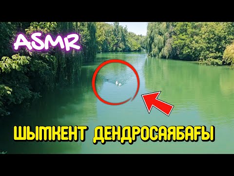 Видео: Шымкент дендросаябағында серуендеу / Қазақша АСМР / Сыбырлаған дауыс / ASMR