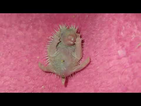 Видео: 🥰🦔 Жизнь ёжика с рождения до месяца. День 27.The life of a hedgehog from birth to month #ezhikafro