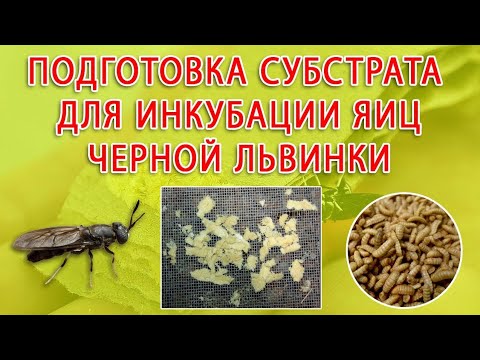 Видео: Подготовка субстрата для инкубации яиц черной львинки