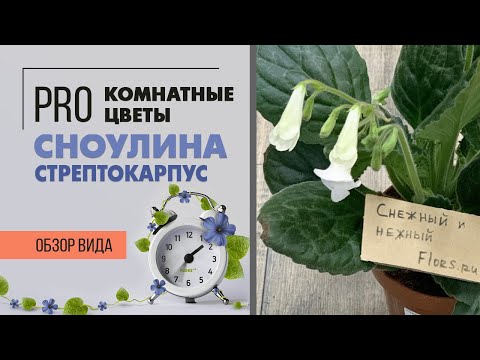 Видео: Стрептокарпус Сноулина - такой сорт вы вряд ли видели |
