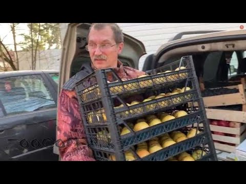 Видео: Фрукты вкусно много много