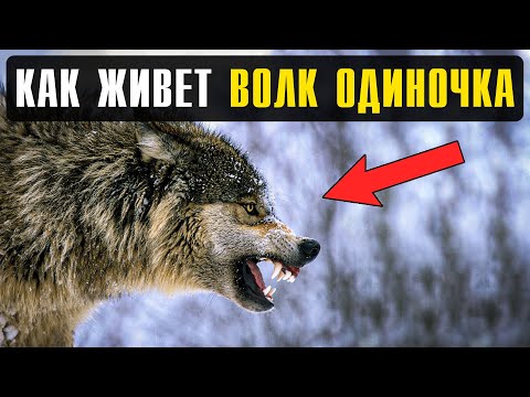Видео: Охота в одиночку: как выживает волк без стаи