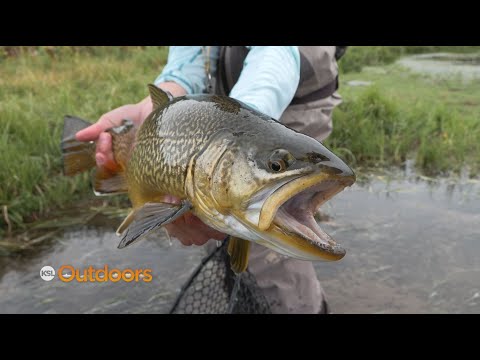 Видео: Советы по ловле тигровой форели нахлыстом ночью