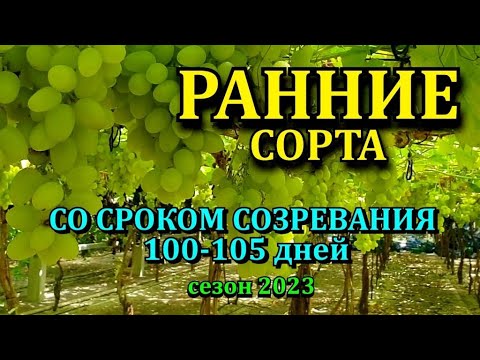 Видео: ОБЗОР -РАННИЕ СОРТА ВИНГРАДА  100-105 дней.СЕЗОН 2023 -наша коллекция из 700 сортов винограда.