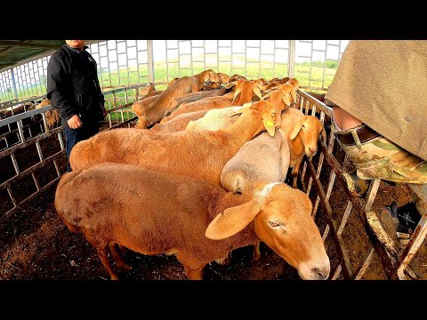 Видео: МАЛ БАЗАР ҰЗЫНАҒАШ АЛМАТЫ ОБЛЫСЫ 28.05.2023 ҚОЙ-ЕШКІ БАҒАЛАРЫ