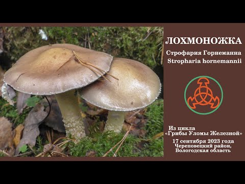 Видео: Лохмоножка. Строфария Горнеманна - Stropharia hornemannii