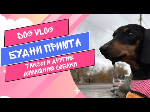 Видео: DOG VLOG: Будни приюта. Таксики и другие домашние собаки.