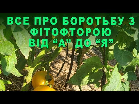 Видео: Як уберегти помідори від фітофтори. Повний покроковий конспект від "А" до "Я". Ефективні методи!