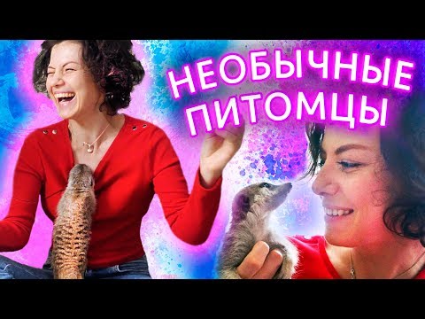 Видео: ПОКУПАЕМ СУРИКАТА! ПИТОМЕЦ СУРИКАТ - НЕОБЫЧНЫЕ ДОМАШНИЕ ЖИВОТНЫЕ Magic Family