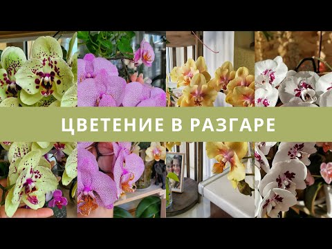 Видео: Пышное цветение орхидей на балконе. Обзор домашнего цветения орхидей. Секреты пышного цветения.