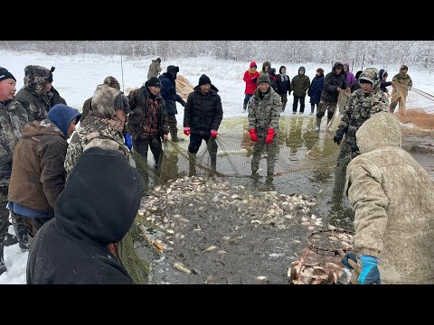 Видео: Традиционная подледная наслежная рыбалка неводом - МУНХА-2021 г. Таттинский улус. Баягинский наслег.