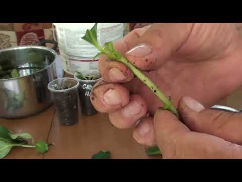 Видео: Укоренение черенков ампельной гортензии Сбежавшая невеста.