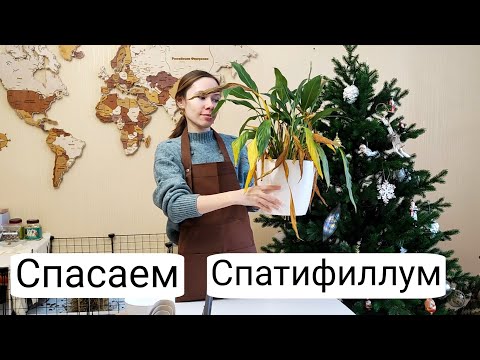 Видео: Сгнили ВСЕ корни у Спатифиллума | Что буду делать?