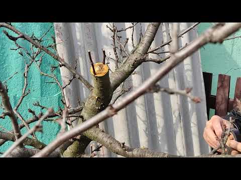 Видео: прививка сливы просто надёжно!