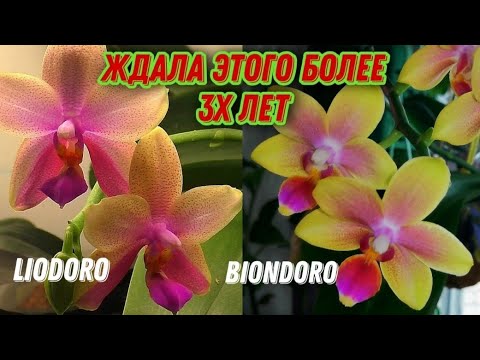 Видео: 🥳💥ЭТО целое событие от моих орхидей🔥 Мечта нескольких лет в одном видео, но мне неспокойно😉