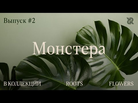 Видео: Пусти домой корни #2. Монстера в коллекции Roots Flowers