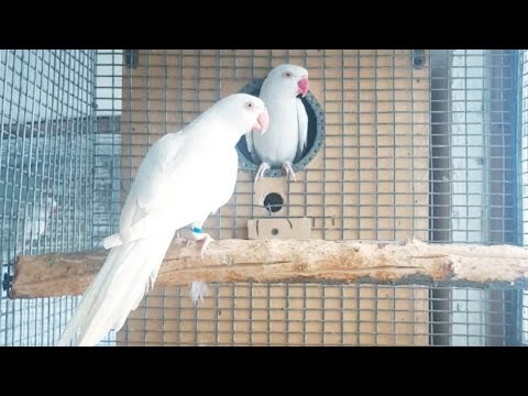 Видео: 25. May кара камиш папугай бозори🦜🦜