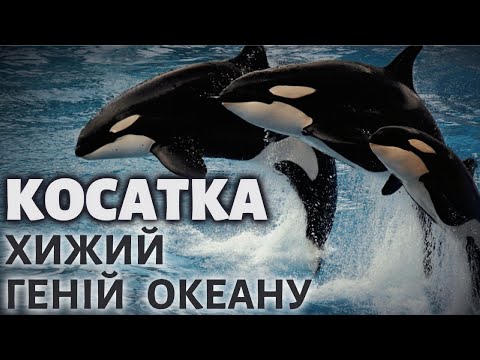 Видео: Косатка. Цікаві факти.