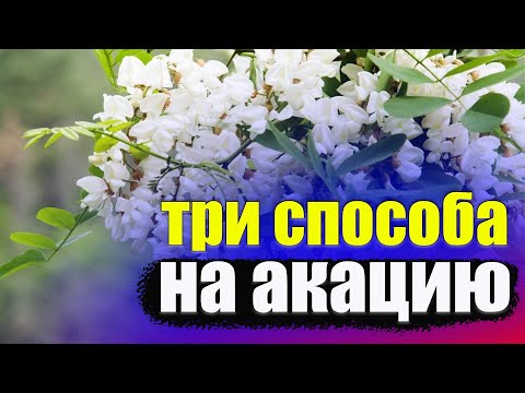 Видео: Как получать много меда с акации