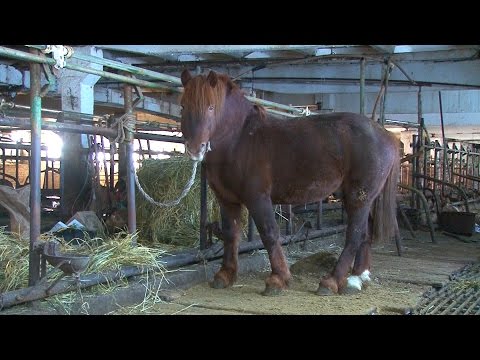 Видео: Спасение лошадей