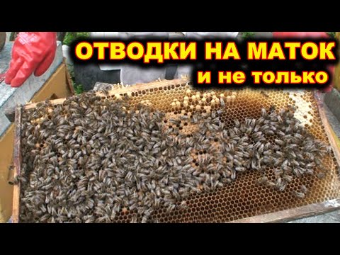 Видео: Отводки на покупных маток. Дроблю семьи.