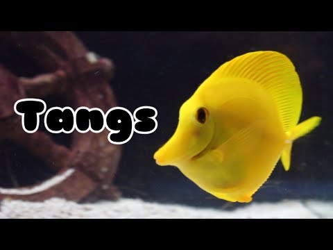 Видео: Хищники: виды, совместимость и многое другое | Советы по аквариуму №5