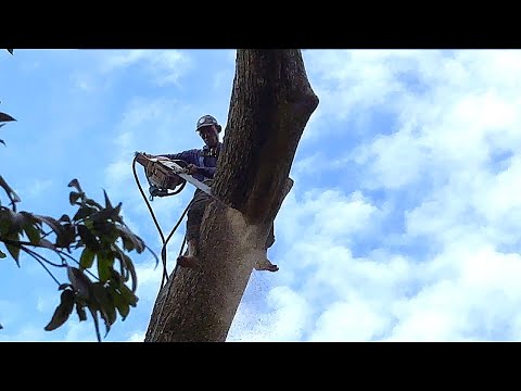 Видео: НУЖНЫ НАВЫКИ И СМЕЛОСТЬ‼️ОБРЕЗКА ВЫСОКОГО ДЕРЕВА ТРЕМБЕЗИ ПОСРЕДСТВОМ БАМБУКА #Stihl#ms660 #ms881