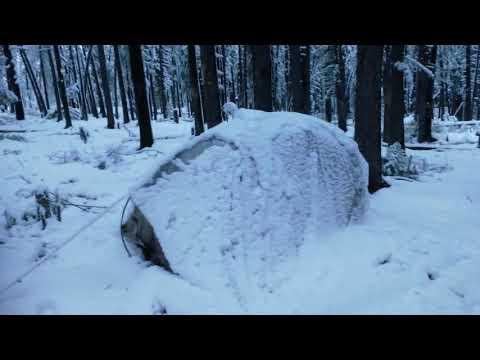 Видео: Кедровый орех, добыча  2020 года