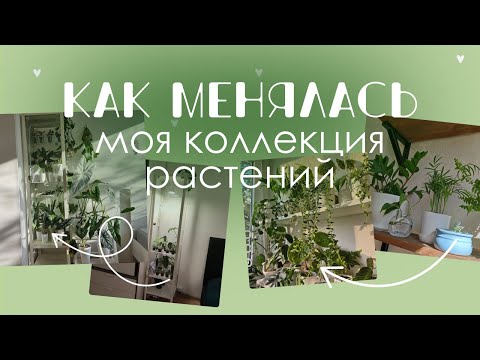 Видео: Как развивалась моя коллекция растений: Смотрю старые фото и рассказываю истории.