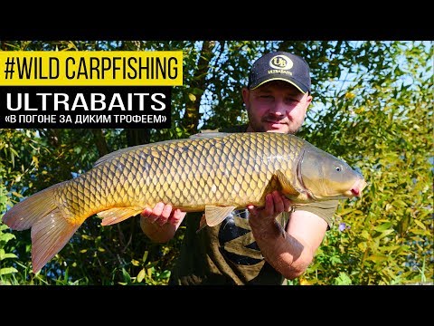 Видео: Карпфишинг на дикаре. Ловля карпа на диком водоёме.