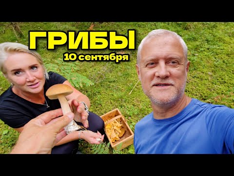 Видео: ГРИБЫ 10 сентября: Много лисичек, маслята | Латвия, регион Курземе 