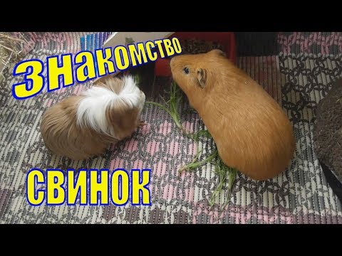 Видео: Как познакомить морских свинок/Знакомство двух свинок