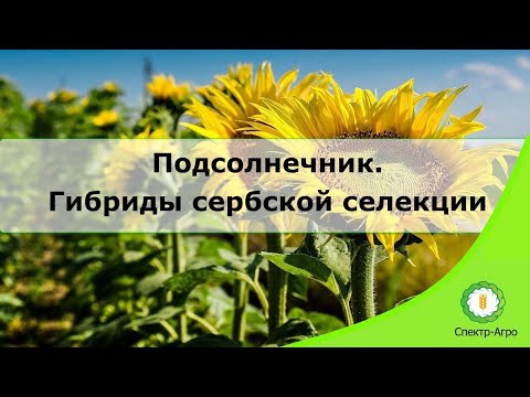 Видео: Подсолнечник. Гибриды сербской селекции.