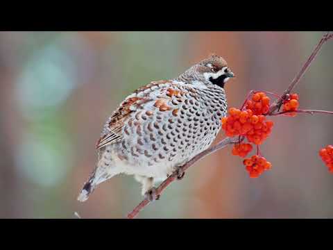 Видео: Рябчик, осень 2022, hazel grouse, 4K