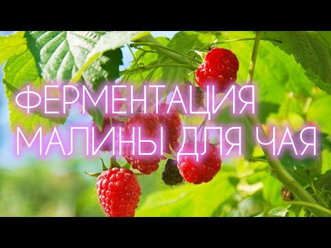 Видео: ЧАЙ  ИЗ  ЛИСТЬЕВ  МАЛИНЫ . ФЕРМЕНТАЦИЯ -  ПРОСТОЙ   СПОСОБ  #элен_ку