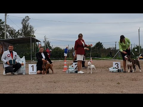 Видео: 13.09.2025, СПб. Клуб "Невский Дебют" (РКФ, РФСС). Выставка собак  CAC 3 группы FCI