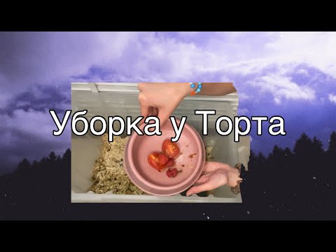 Видео: Убираюсь у Тортила