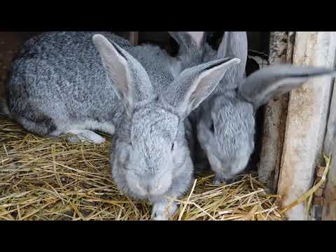 Видео: фландер шиншилового окрасу, або шиншила європейська