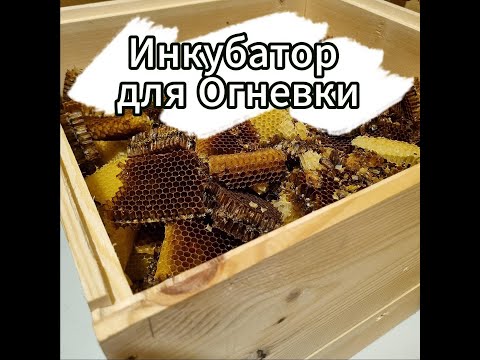 Видео: Инкубатор для восковой моли