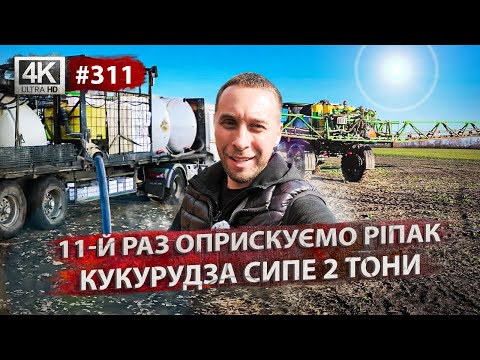 Видео: Обприскуємо ріпак, розкидаємо гній, рихлимо під краплю, старт кукурудзи