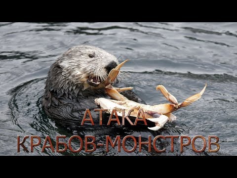 Видео: не ТРЕШ - ОБЗОР фильма "Атака крабов - монстров"