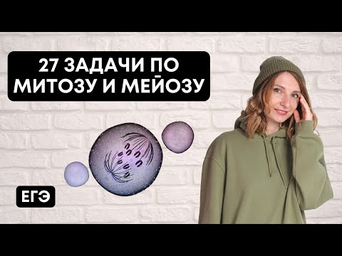 Видео: 27 задачи по Митозу и Мейозу