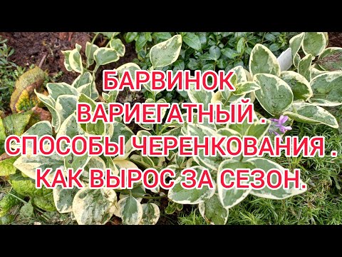 Видео: БАРВИНОК ВАРИЕГАТНЫЙ-ШИКАРНОЕ РАСТЕНИЕ ДЛЯ САДА.Осенний обзор,способы размножения.