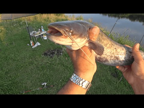 Видео: Поймал Сома и Насобирал Грибов. Рыбалка и Грибалка.