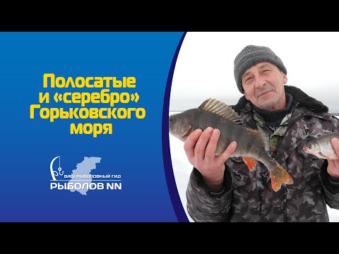 Видео: Полосатые и "серебро" Горьковского  моря